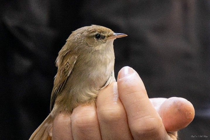 Cettis zanger (Meijendel). Foto van Krista Roest.